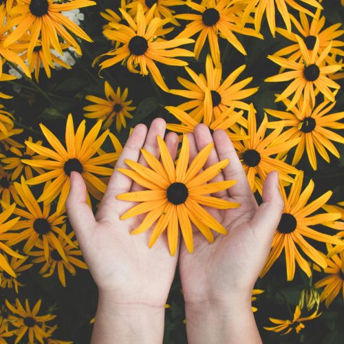 Close-up of hands holding vibrant yellow daisies, showcasing natural beauty and floral pattern.